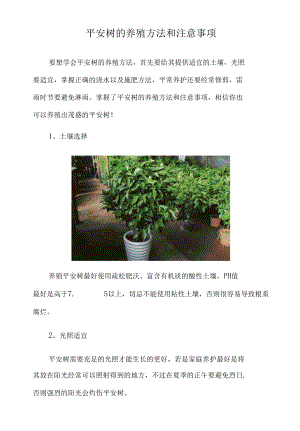 平安树的养殖方法和注意事项（栽培技术）.docx